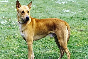 canaan-mixed-dog-breed-characteristics-facts-2