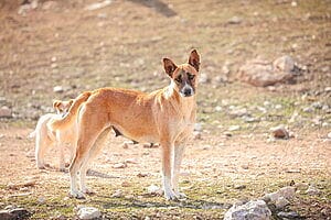 canaan-mixed-dog-breed-characteristics-facts-3