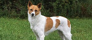 canaan-mixed-dog-breed-characteristics-facts-4