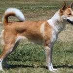 Cane Corso – Mixed Dog Breed Characteristics & Facts