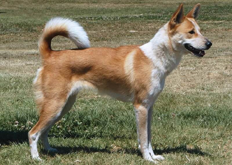canaan-mixed-dog-breed-characteristics-facts