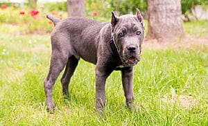 cane-corso-mixed-dog-breed-characteristics-facts-1