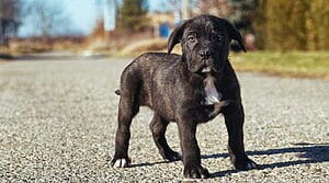 cane-corso-mixed-dog-breed-characteristics-facts-2