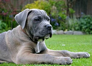 cane-corso-mixed-dog-breed-characteristics-facts-3