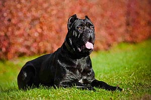 cane-corso-mixed-dog-breed-characteristics-facts-4