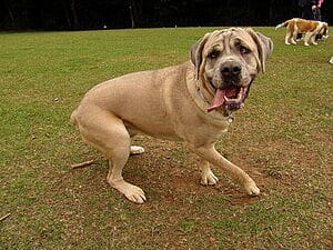 cane-corso-mixed-dog-breed-characteristics-facts-5
