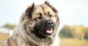 caucasian-shepherd-mixed-dog-breed-characteristics-facts-4
