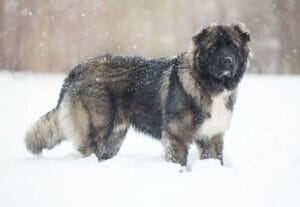 caucasian-shepherd-mixed-dog-breed-characteristics-facts-2
