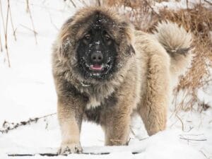 caucasian-shepherd-mixed-dog-breed-characteristics-facts-3