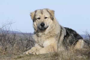 caucasian-shepherd-mixed-dog-breed-characteristics-facts