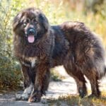 Affenwich – Mixed Dog Breed Characteristics & Facts