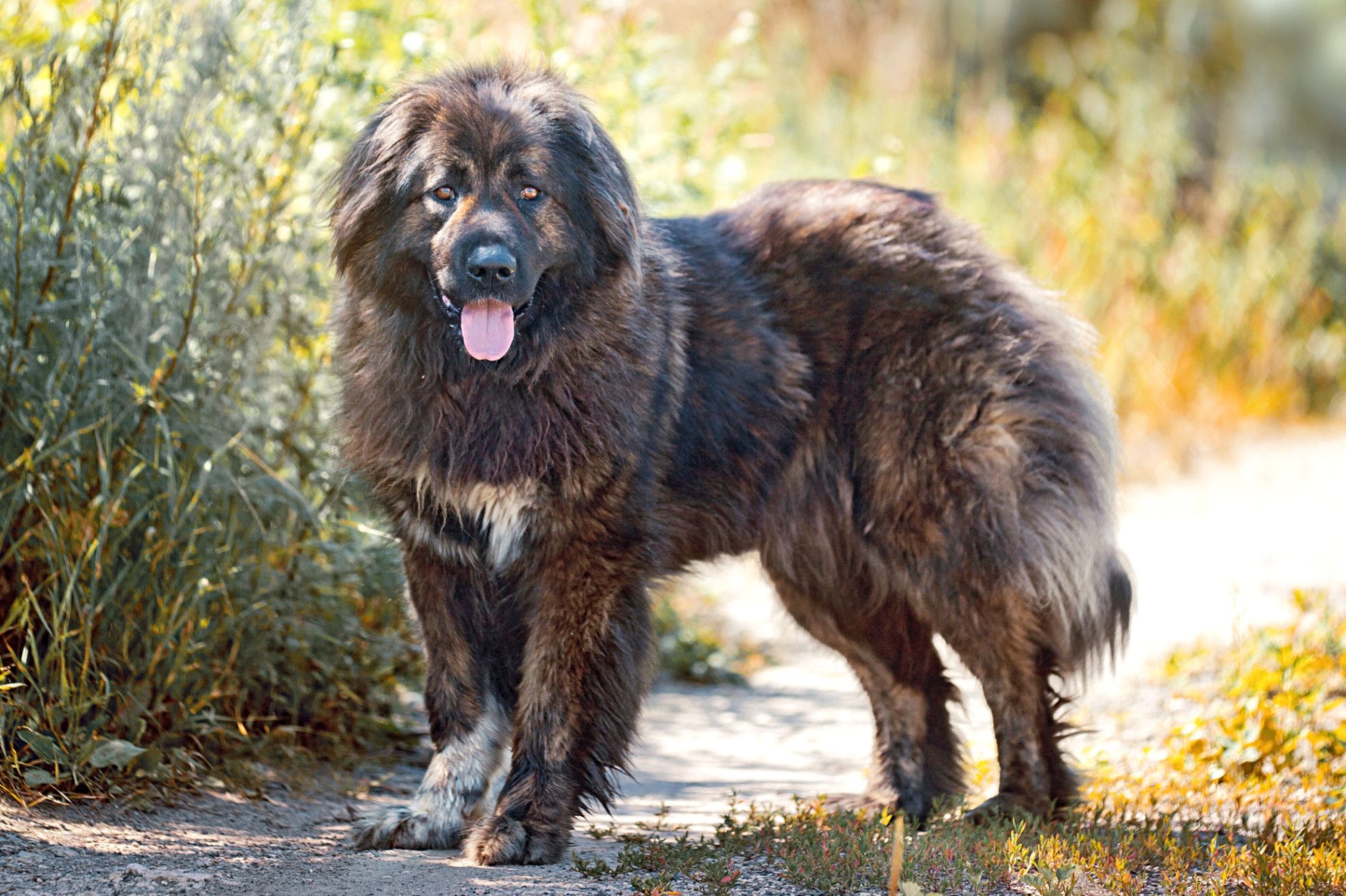 Russian dog. Кавказская овчарка. Медвежья Кавказская овчарка. Кавказская овчарка длинношерстная. Кавказская овчарка бурый.