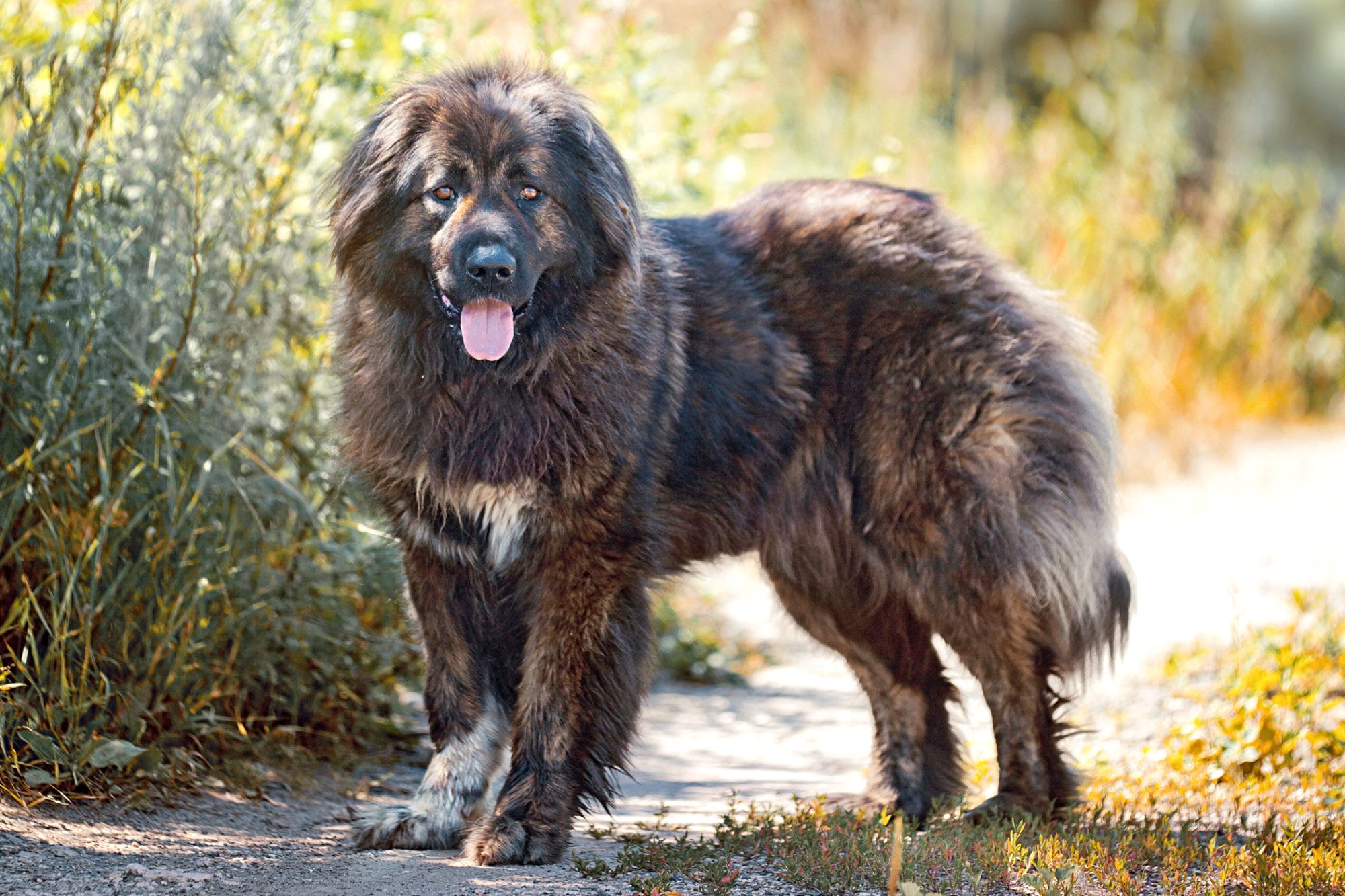 caucasian-shepherd-mixed-dog-breed-characteristics-facts-4