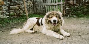 caucasian-shepherd-mixed-dog-breed-characteristics-facts-5