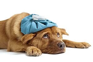 disease-risks-for-dogs-in-social-settings-1