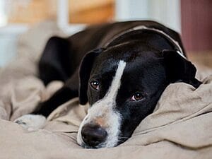 disease-risks-for-dogs-in-social-settings-2