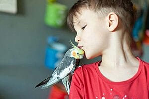 do-birds-make-good-pets-what-should-you-know-1