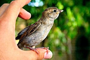 do-birds-make-good-pets-what-should-you-know-2