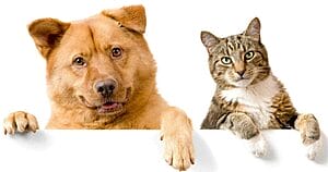 cats-and-dogs-are-socialized-1