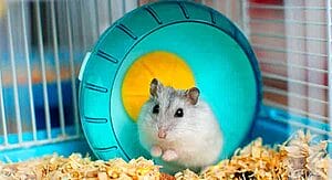 dwarf-hamster-lifespan-1