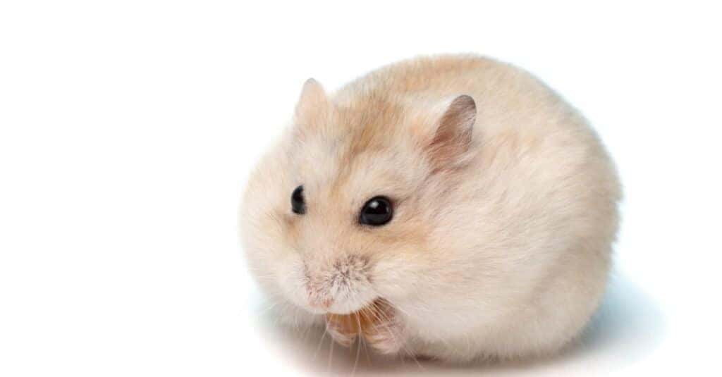 dwarf-hamster-lifespan-2