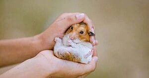 dwarf-hamster-lifespan