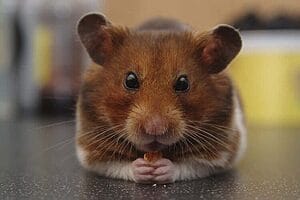 dwarf-hamster-lifespan-4