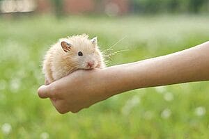 dwarf-hamster-lifespan-5