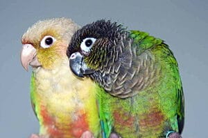 green-cheek-conure-personality-food-care-1
