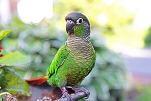 green-cheek-conure-personality-food-care-2