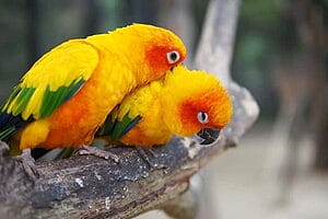 green-cheek-conure-personality-food-care-3