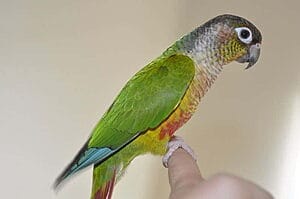 green-cheek-conure-personality-food-care-4