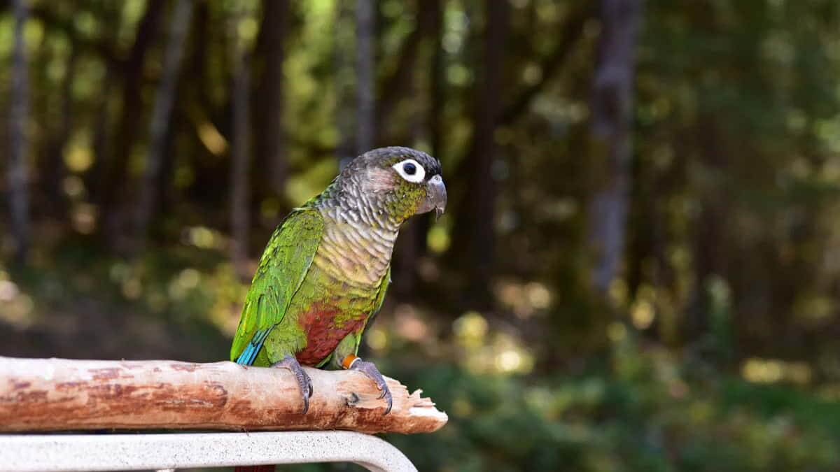 green-cheek-conure-personality-food-care