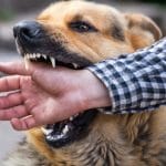 Disease Risks For Dogs In Social Settings