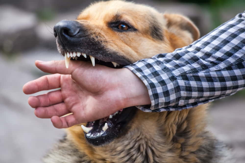 prevention-of-dog-bites
