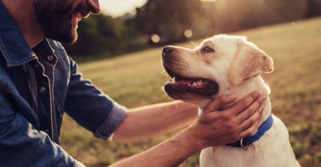 risks-of-disease-for-humans-at-dog-friendly-events-1