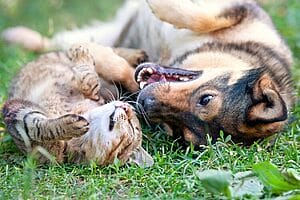 cats-and-dogs-are-socialized-2