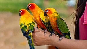the-9-benefits-of-owning-pet-birds-what-science-says-1