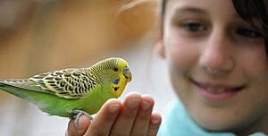 the-9-benefits-of-owning-pet-birds-what-science-says-2