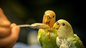 the-9-benefits-of-owning-pet-birds-what-science-says-3
