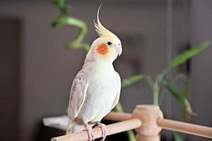 the-9-benefits-of-owning-pet-birds-what-science-says-7
