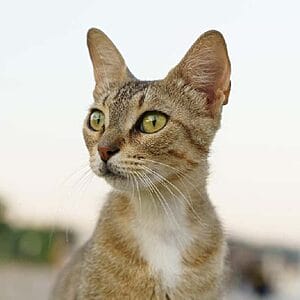 aegean-mixed-cat-breed-characteristics-facts-2