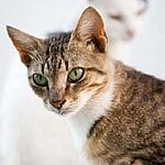 Asian – Mixed Cat Breed Characteristics & Facts