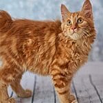 American Curl – Mixed Cat Breed Characteristics & Facts