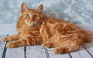 american-bobtail-mixed-cat-breed-characteristics-facts-3