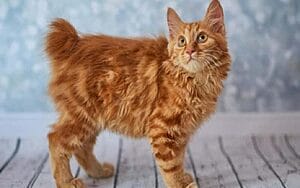 american-bobtail-mixed-cat-breed-characteristics-facts