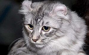 american-curl-mixed-cat-breed-characteristics-facts-1