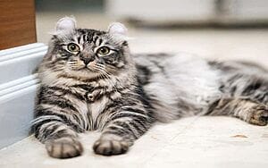american-curl-mixed-cat-breed-characteristics-facts-2
