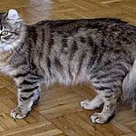 American Bobtail – Mixed Cat Breed Characteristics & Facts