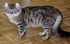 american-curl-mixed-cat-breed-characteristics-facts-3